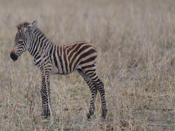 <h3><a href="/trips/tanzania/biota/animalia/chordata/mammalia/perissodactyla/equidae/equus quagga/equus quagga-nl.html">Equus&nbsp;quagga</a> / Plains&nbsp;zebra / Zebra</h3>OM-1 Mark II met OLYMPUS M.150-400mm F4.5 TC, 1/2000 sec  bij F5.6, ISO 1000, afstand 28.1&nbsp;m